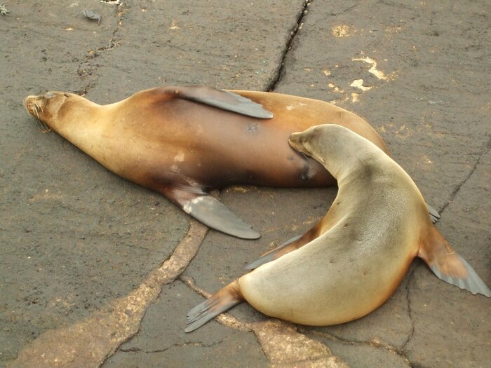 Seelöwen auf San Cristobal