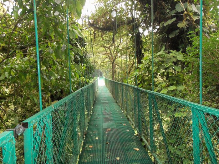 Hängebrücke in Monteverde