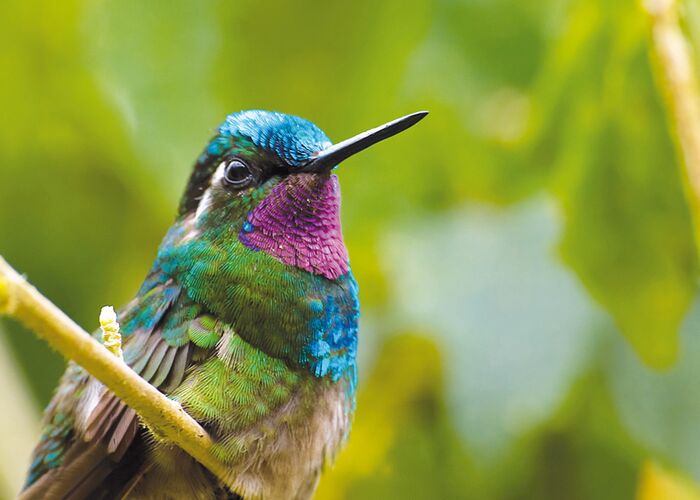 Kolibri im Arenal Nationalpark