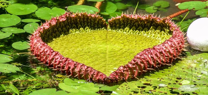Seerosenblatt in Amazonien