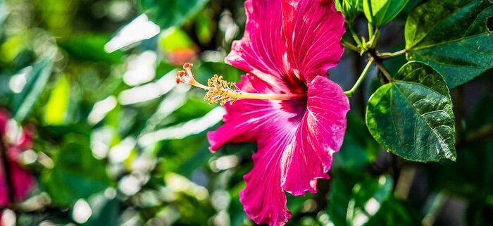 Blüte auf Bocas del Toro