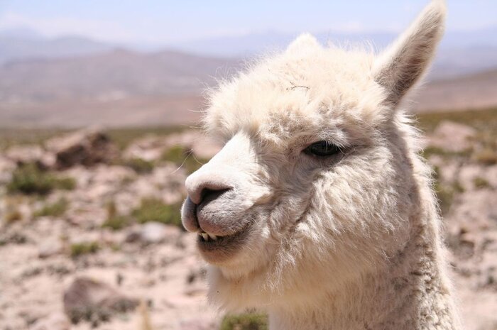 Lama Lama