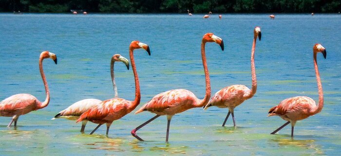 Farbenfrohe Flamingos
