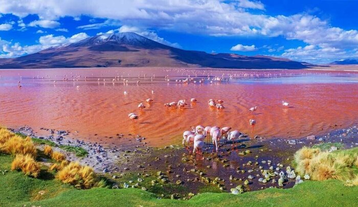 Laguna Colorada mit Flamingos