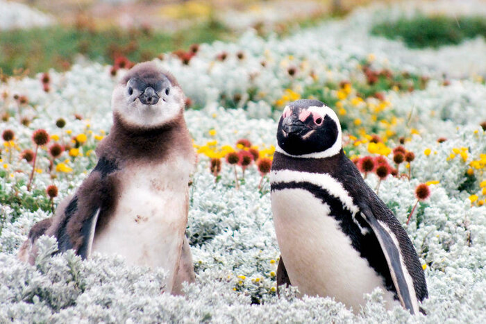 Pinguine in Patagonien - Franz Schubert