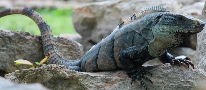 Leguan Leguan