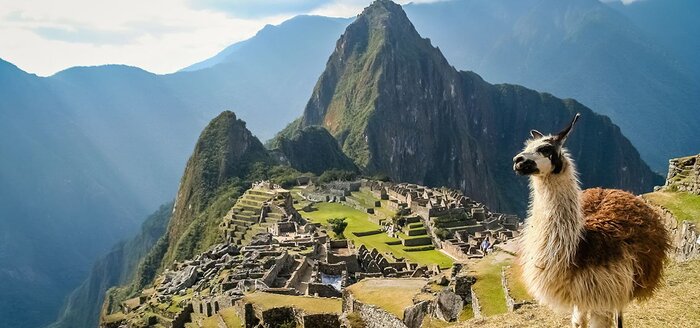Lama vor Machu Picchu