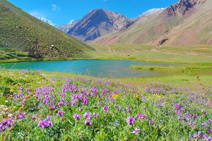 Eine wunderschöne Blumenwiese vor einem Gebirgssee bei Mendoza