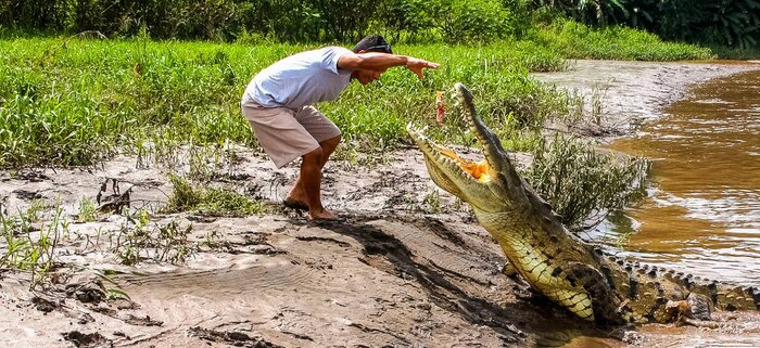 Krokodil am Rio Tarcoles
