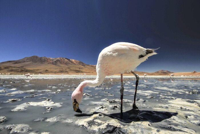 Flamingos in der Laguna Edionda (Steffen Welsch)