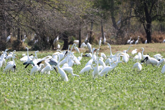 Vogelschwarm auf einer Wiese bei Chaco (© National Secretariat of Tourism of Paraguay)