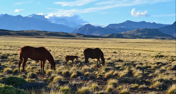 Zwei Pferde und ein Fohlen in der Pampa bei El Calafate