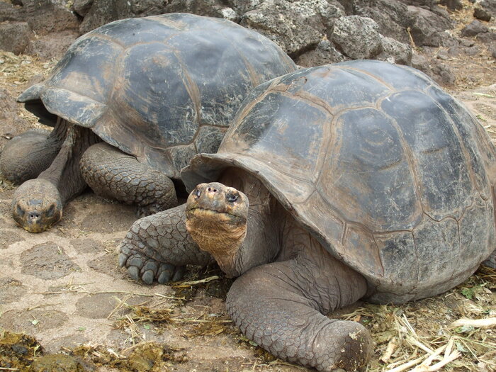 Riesenschildkröten auf San Cristobal