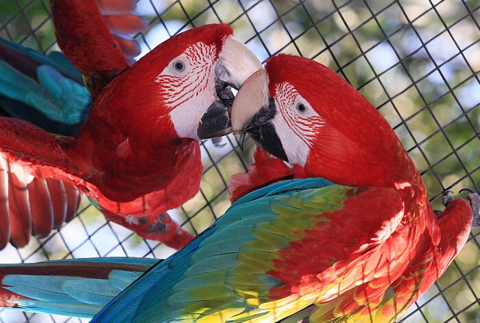 Romantisch: Zwei Papageie Kopf an Kopf