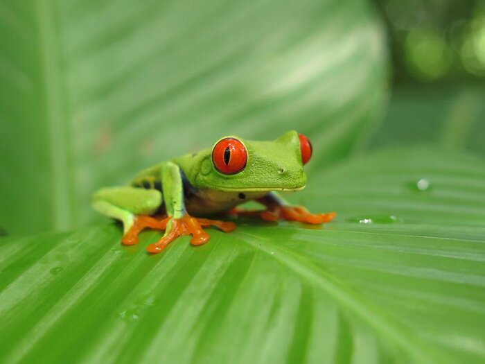 Rotaugenlaubfrosch