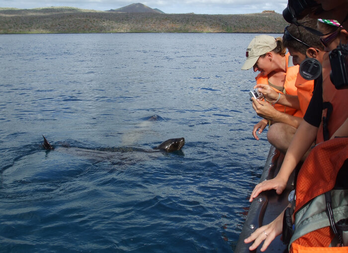Seelöwen nähern sich dem Boot