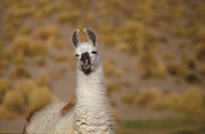 Lama Lama