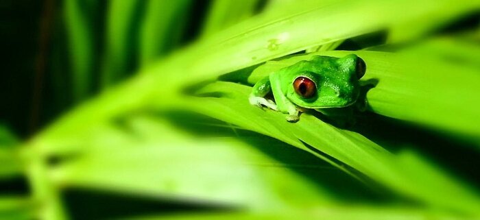 Frosch im Regenwald Frosch im Regenwald