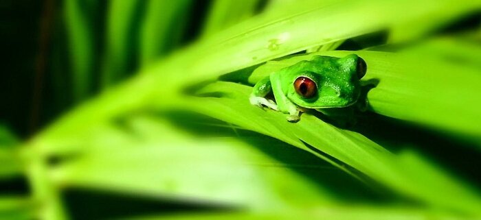 Frosch im Regenwald