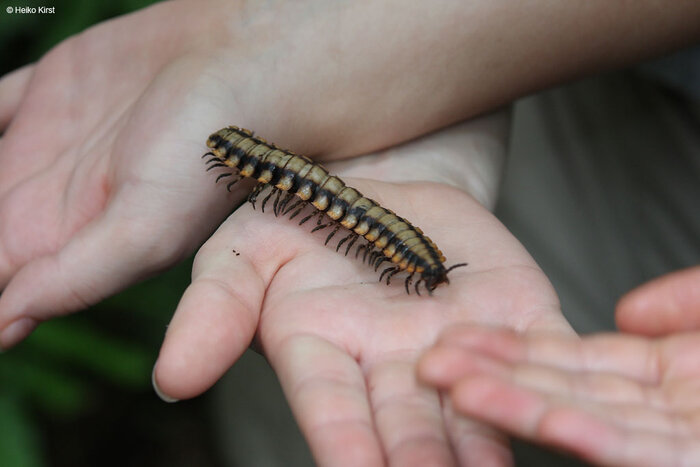 Insektenbeobachtung