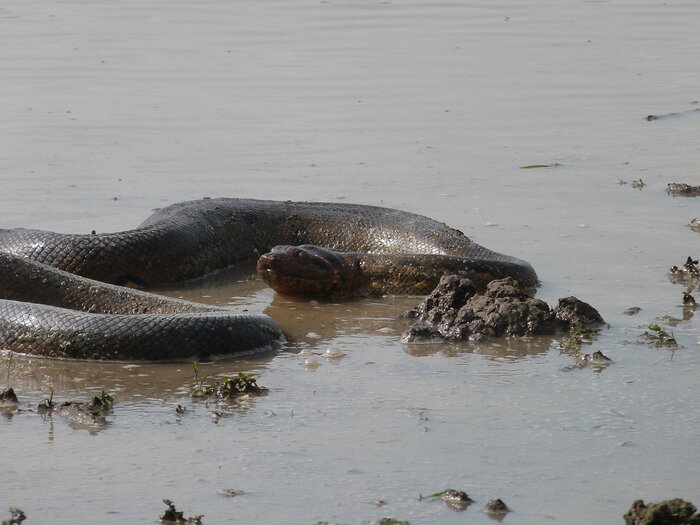 Anaconda im Amazonasgebiet