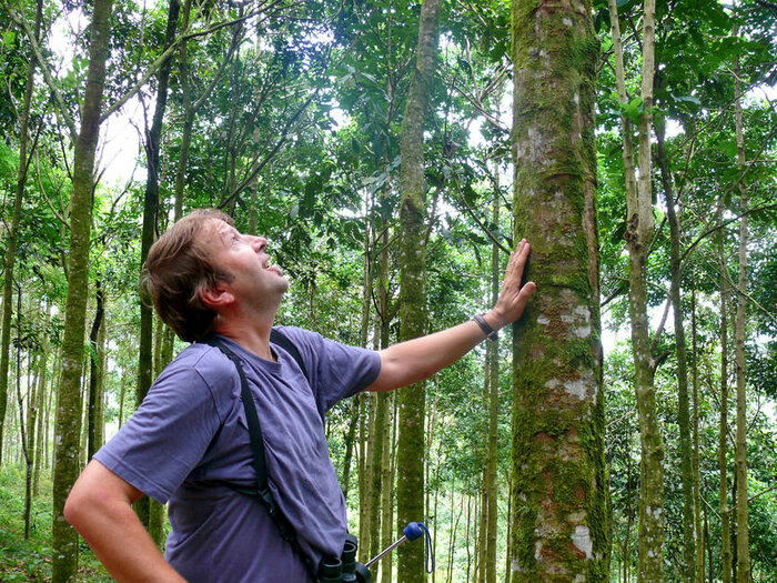 Baum in Costa Rica