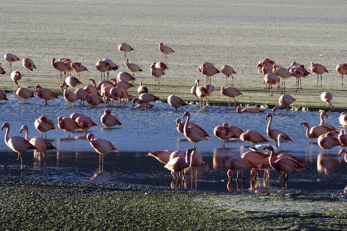 Flamingos in der Salzwüste (Michael Martin)