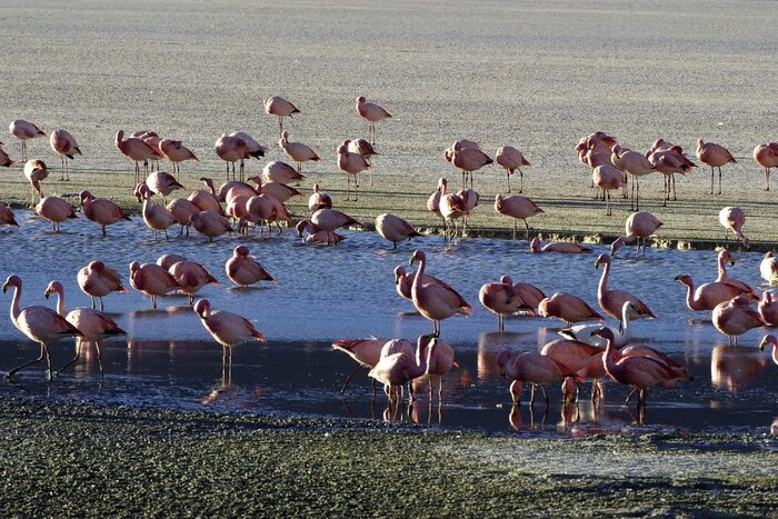 Flamingos in der SalzwuesteFlamingos Salzwueste 2: Martin, Michael