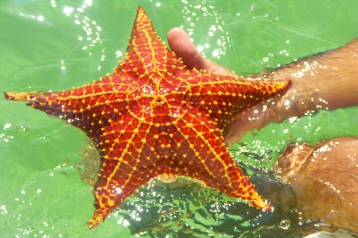 Seestern Los Roques