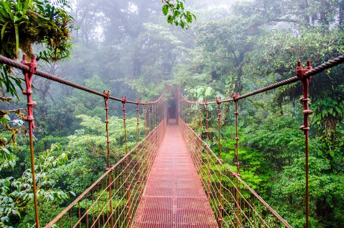 Brücke im Regenwald
