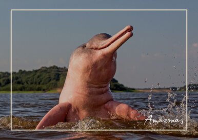 Postkarte Amazonas