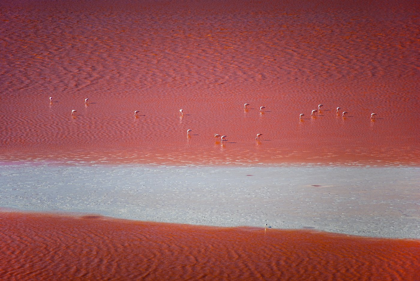 Laguna Colorada in Bolivien mit Flamingos