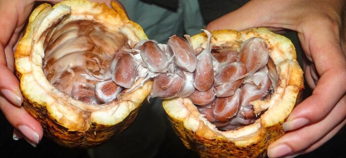 Kakaofrucht