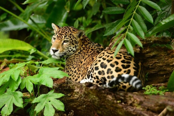 Jaguar im Cockscomb Wildlife Sanctuary Belize
