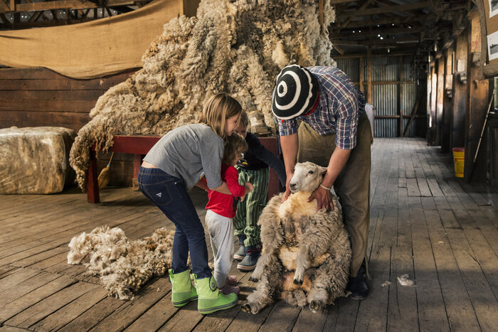 Zwei Kinder sehen beim Scheren von einem Schaf zu