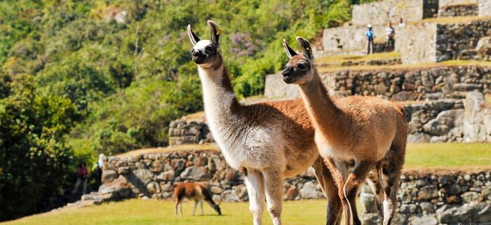 Lamas in Machu Picchu