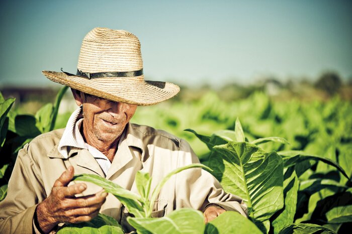 Tabak-Anpflanzung in Kuba