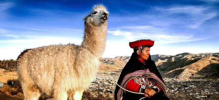 Lama in Cusco