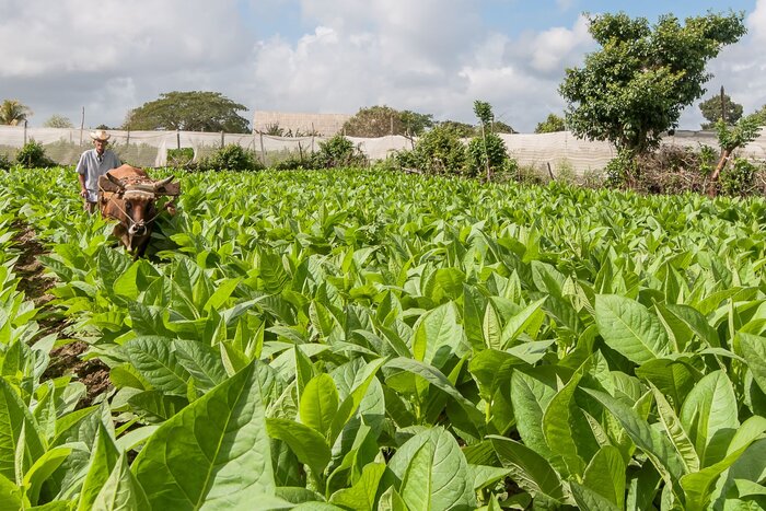 Tabakplantage ©Kubanischen Fremdenverkehrsamt