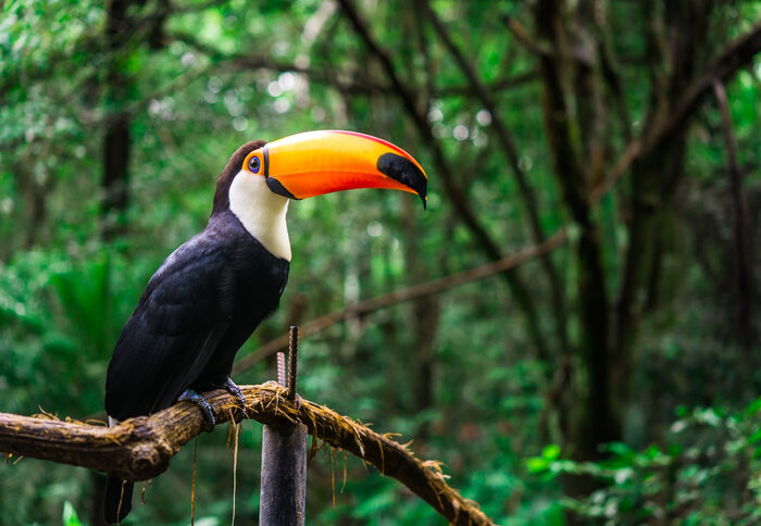 Im Parque Das Aves gibt es viele seltene Vögel, wie z.B. den Tukan