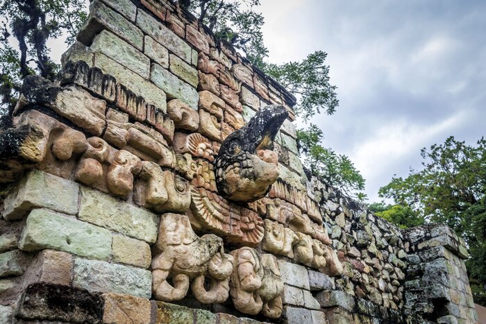 Stein-Relief eines Ara in den Ruinen von Copán, Honduras