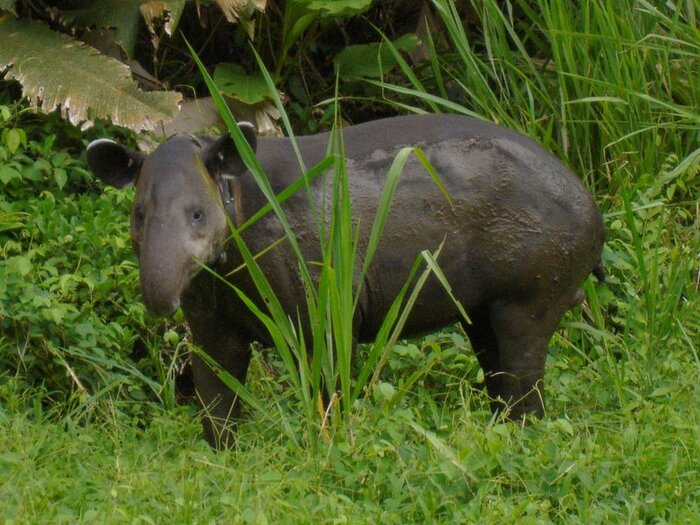 Tapir im Corcovado NP