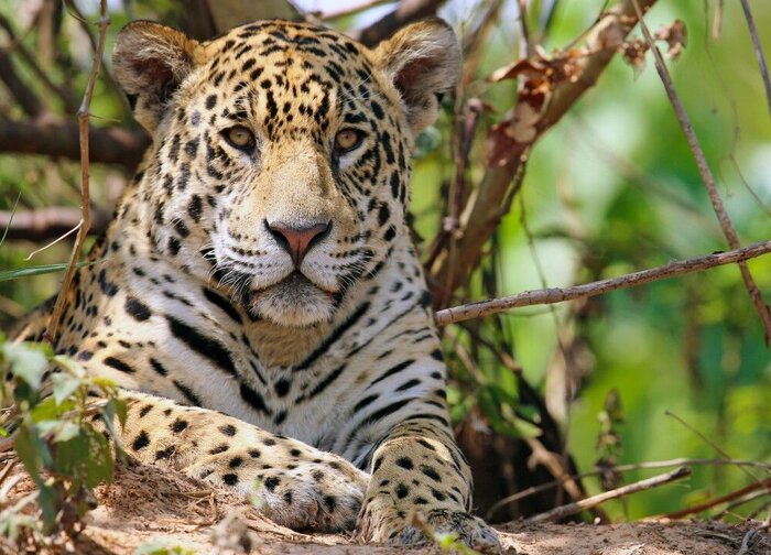 Auge in Auge mit dem Jaguar