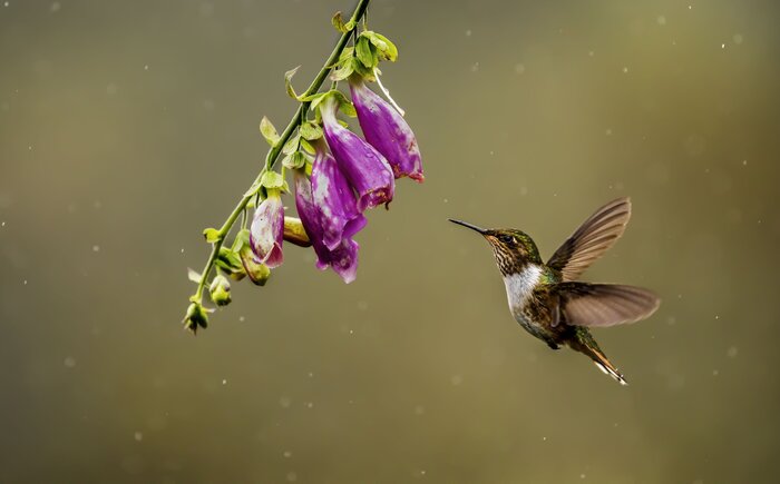 Kolibri an einer Blüte