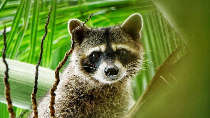 Waschbär auf einer Palme, Costa Rica: Budde, Lukas