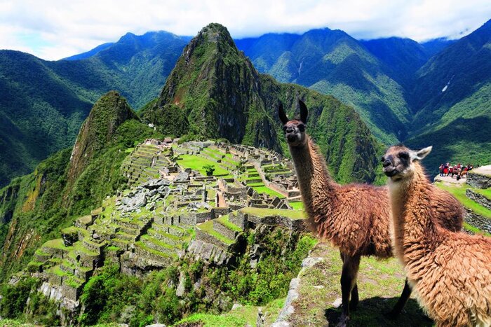 Machu Picchu mit Lamas