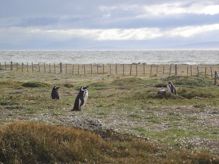 Pinguine - Mit freundlicher Genehmigung unseres Kunden H.M. Pinguine