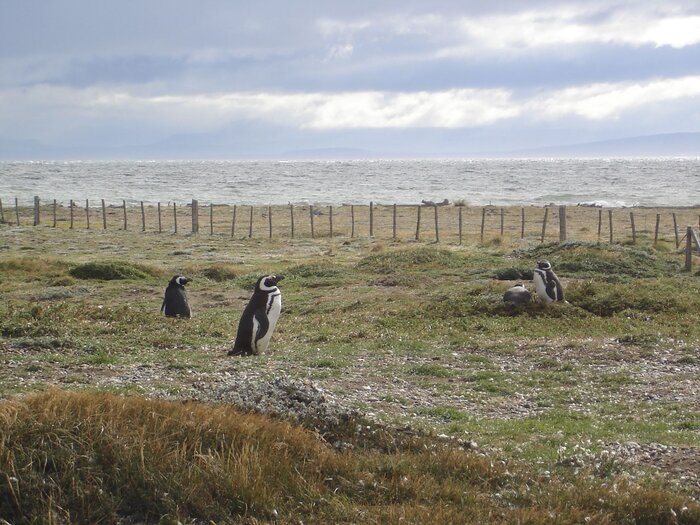 Pinguine - Mit freundlicher Genehmigung unseres Kunden H.M.