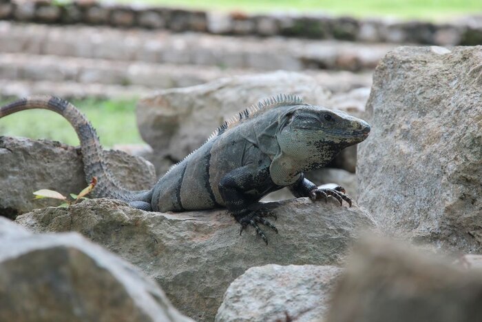 Leguan Leguan