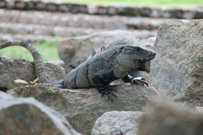 Leguan